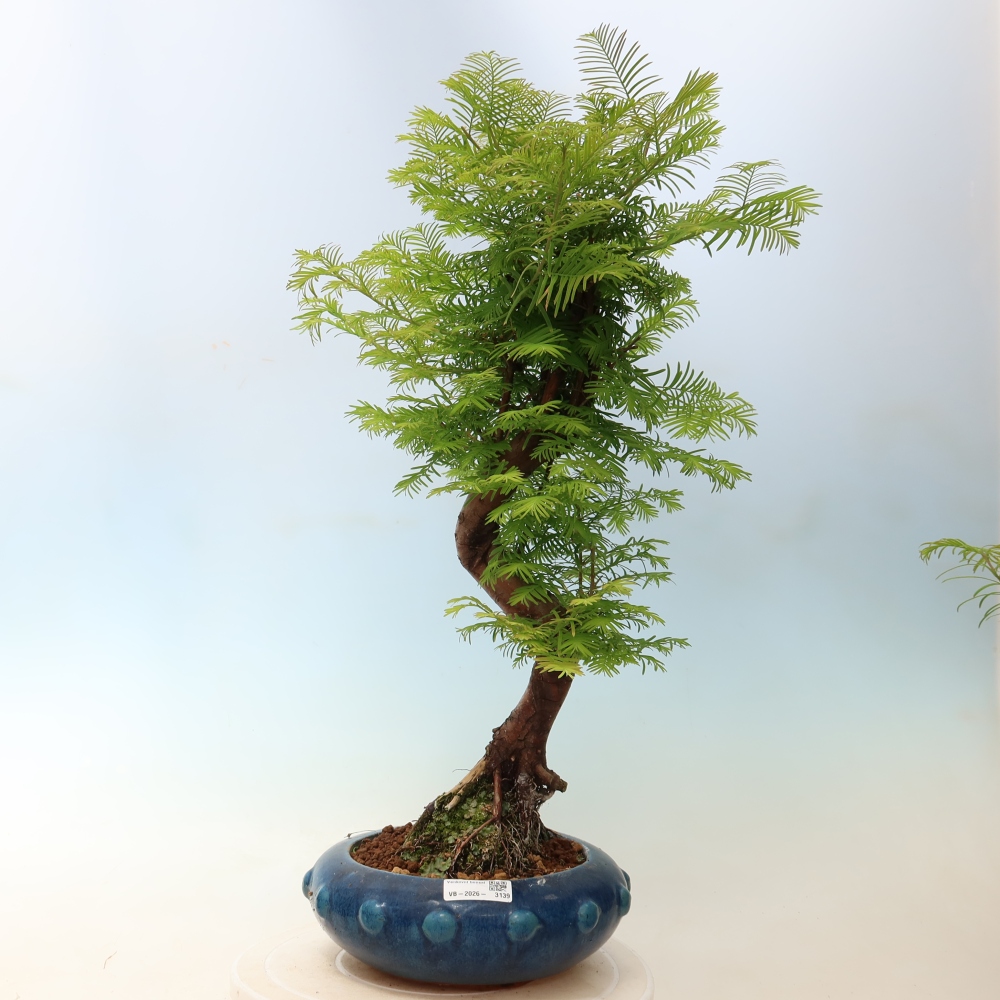Bonsai da esterno - Metasequoia glyptostroboides - Metasequoia cinese
