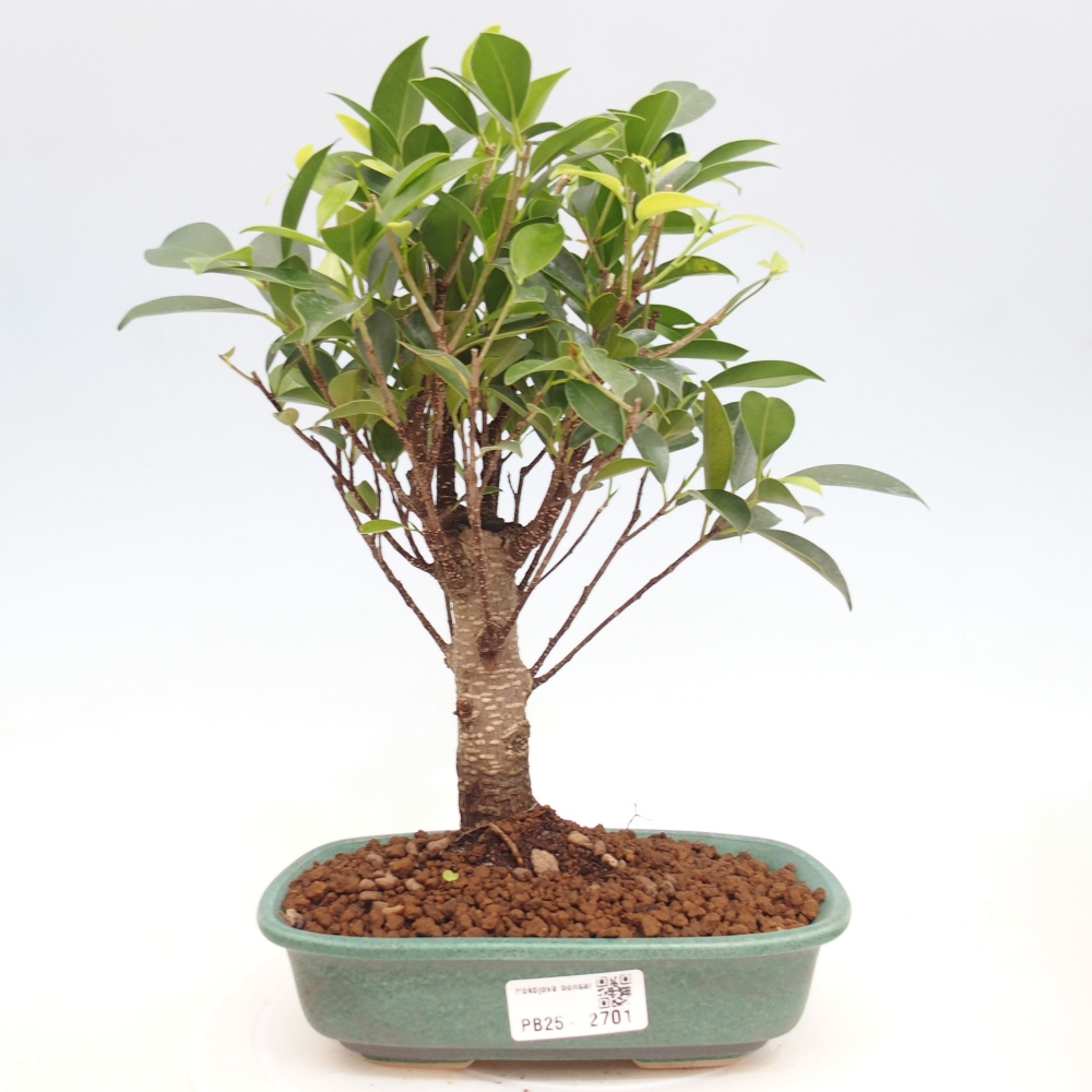 Camera bonsai - Ficus retusa - ficus a foglie piccole