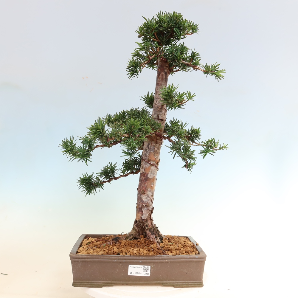 Bonsai da esterno - Taxus cuspidata - Tasso giapponese
