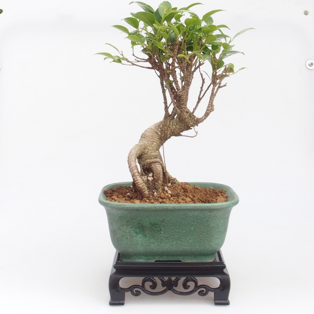 Tavolo bonsai quadrato in plastica 14,5 x 14,5 x 5 cm, colore nero