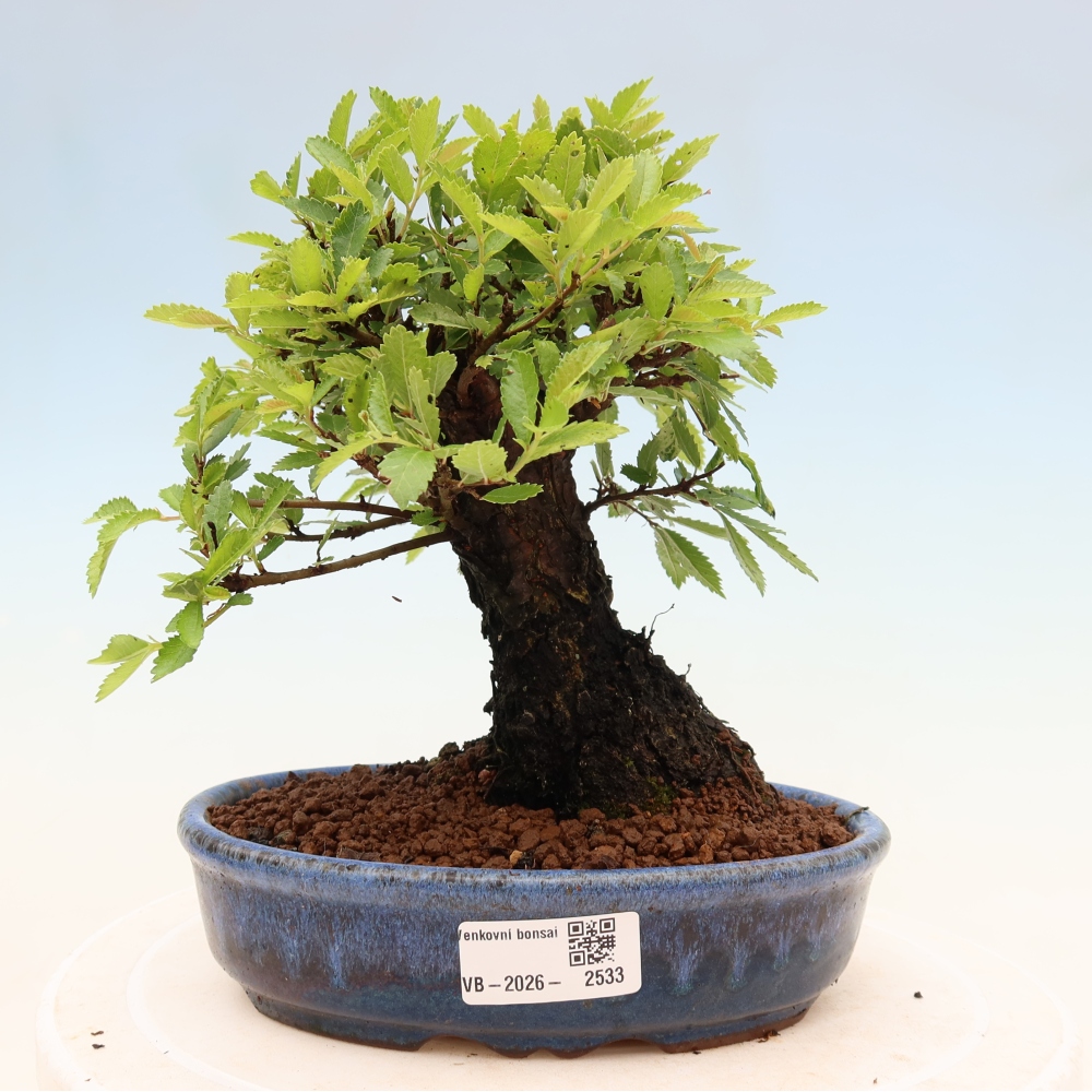 Bonsai da esterno - Zelkova - Zelkova NIRE