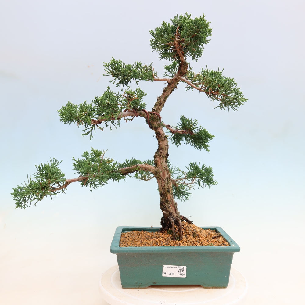 Bonsai da esterno - Juniperus chinensis Kishu