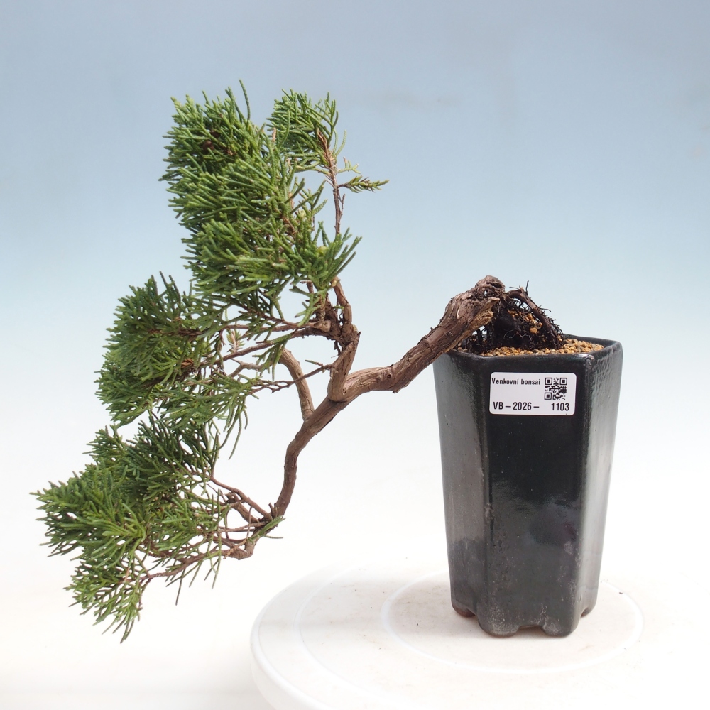 Bonsai da esterno - Juniperus chinensis Kishu