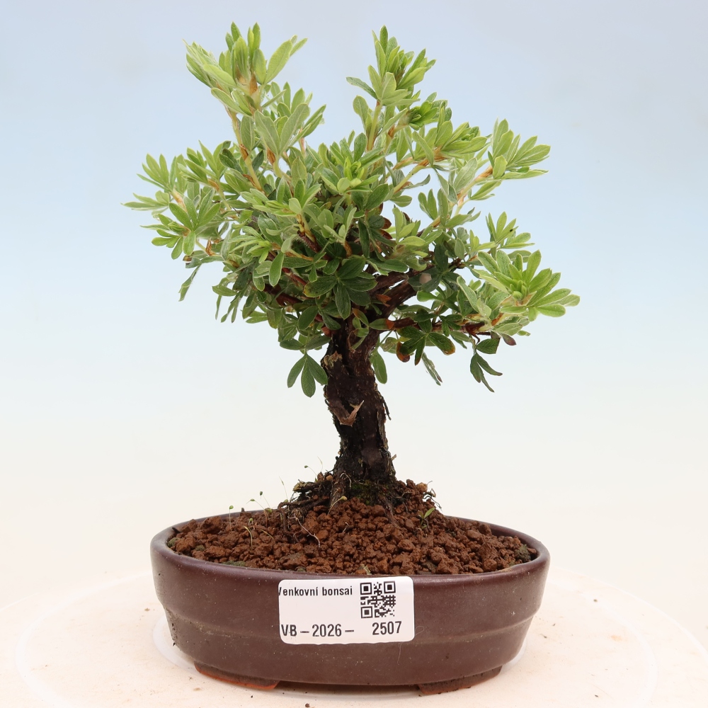 Bonsai da esterno - Potentila fruticosa