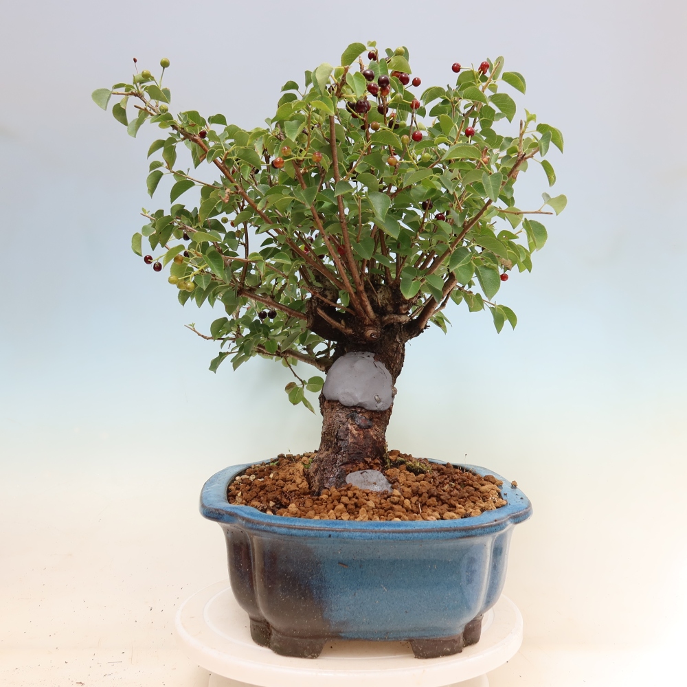 Bonsai da esterno - Mahalebka - Prunus mahaleb