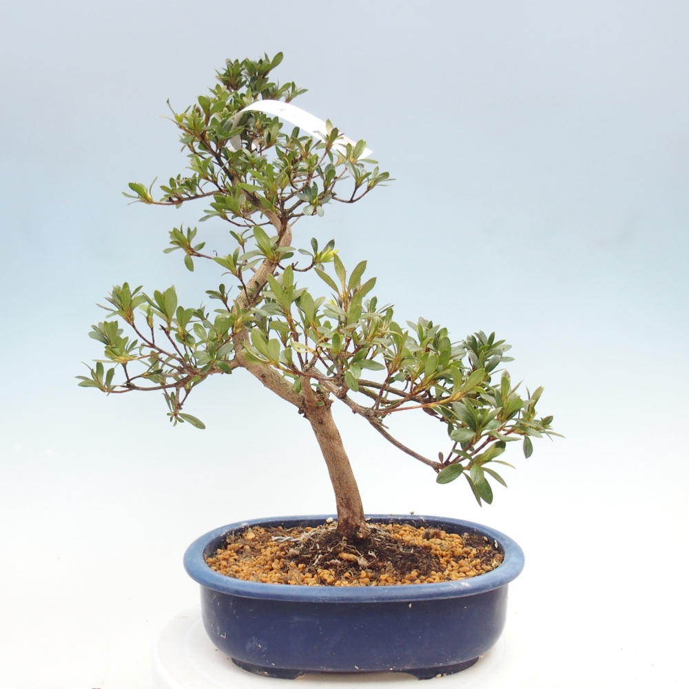 Bonsai da esterno - Azalea giapponese - Azalea Senhime