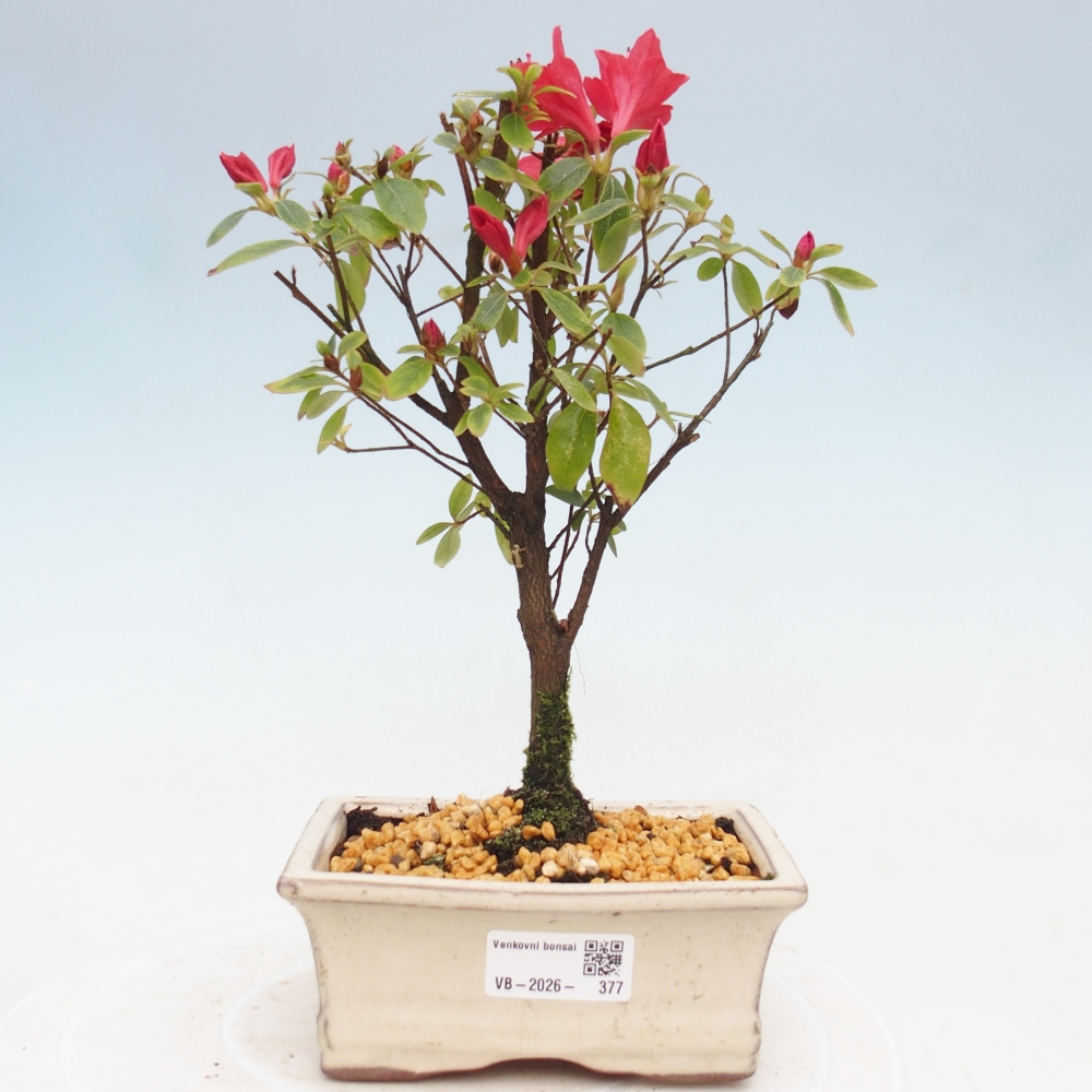 Bonsai da esterno - Azalea giapponese - Azalea sp.