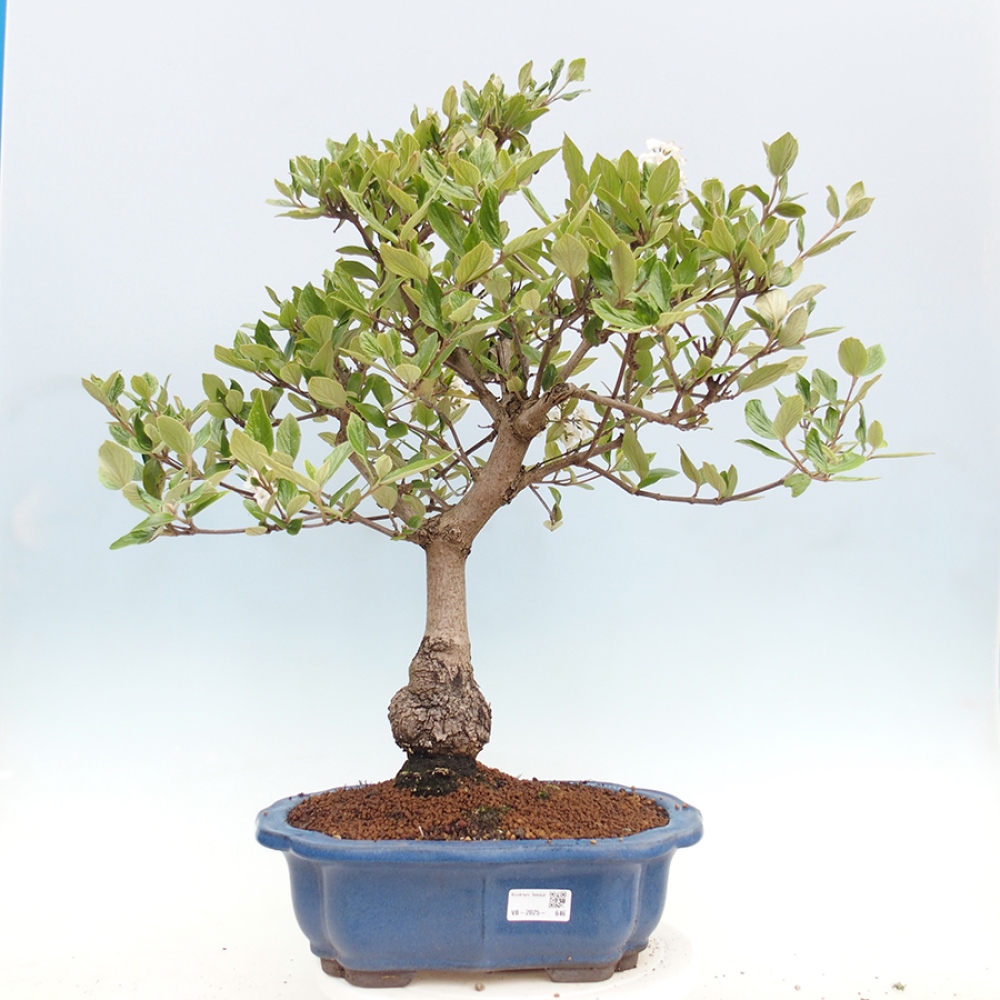 Bonsai da esterno - Kalina Bodnanská - Viburum carlesii hemsi
