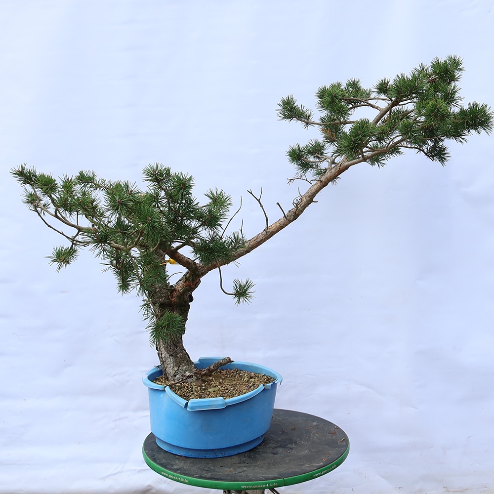 Pinus sylvestris Spagna - pino silvestre