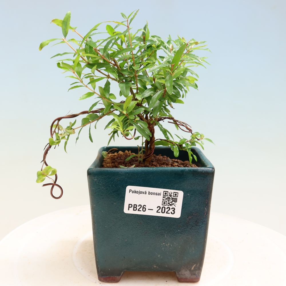 Camera bonsai-PUNICA granatum nana-Mela granata