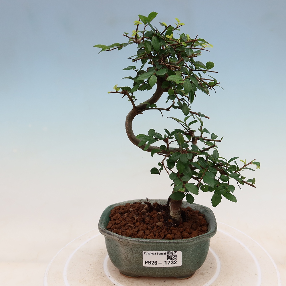 Camera bonsai - Ulmus parvifolia - Olmo a foglie piccole