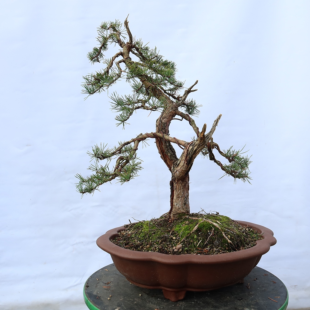 Pinus sylvestris Spagna - pino silvestre