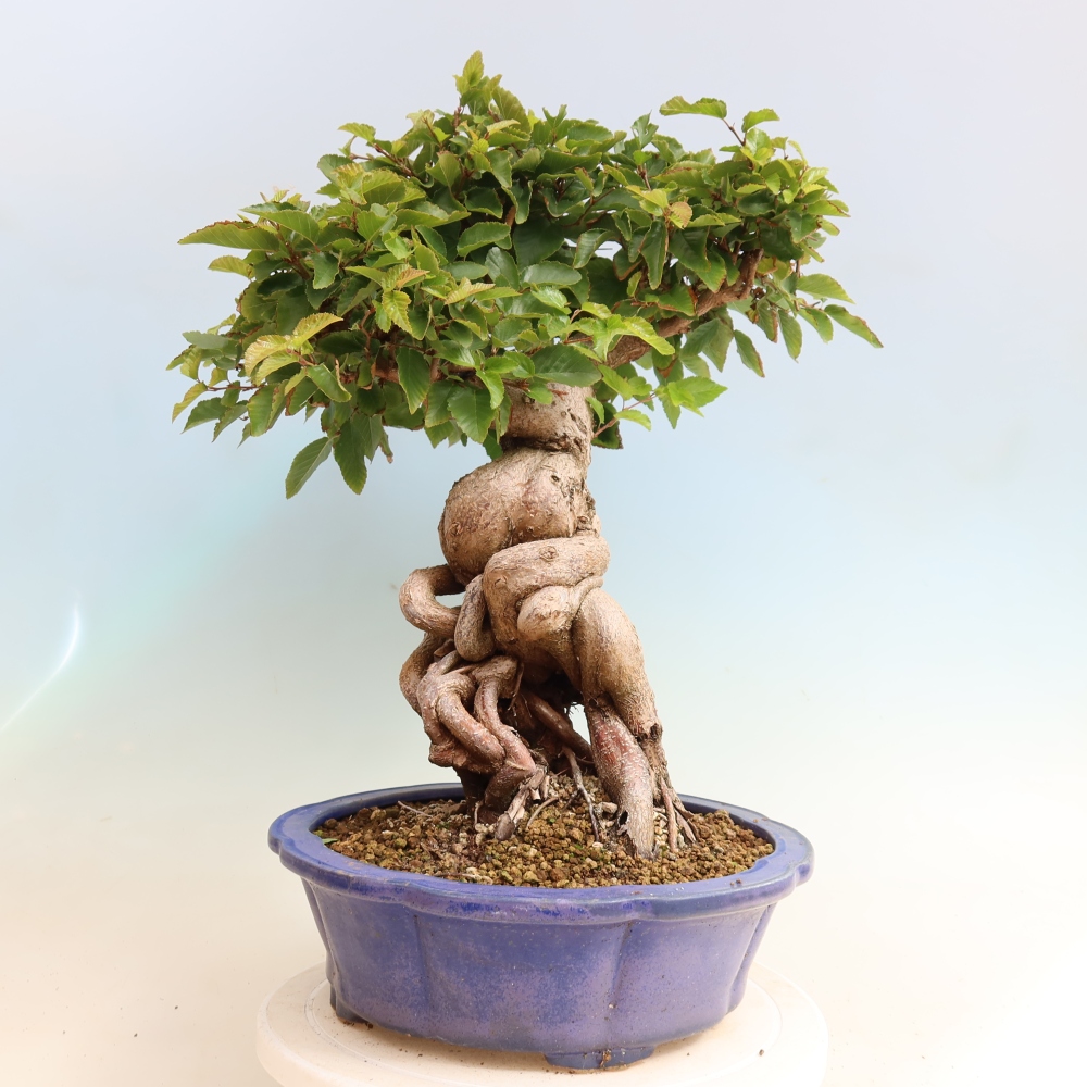 Bonsai da esterno -Carpinus CARPINOIDES - Carpino coreano