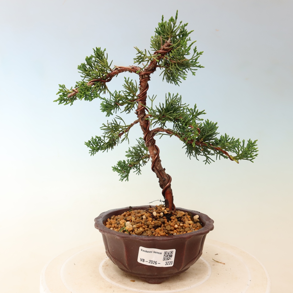 Bonsai da esterno - Juniperus chinensis Kishu