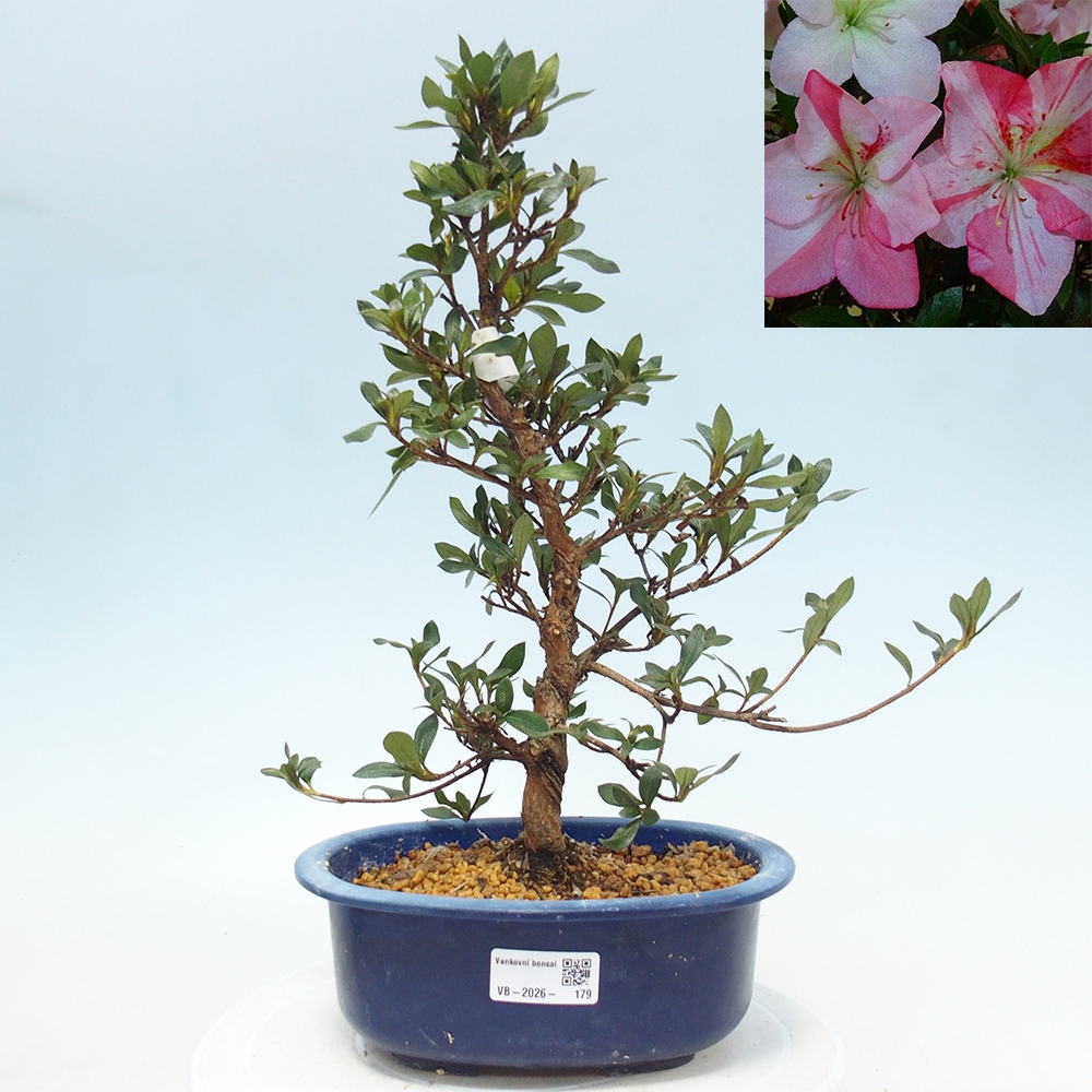 Bonsai da esterno - Azalea giapponese - Azalea Shinsei