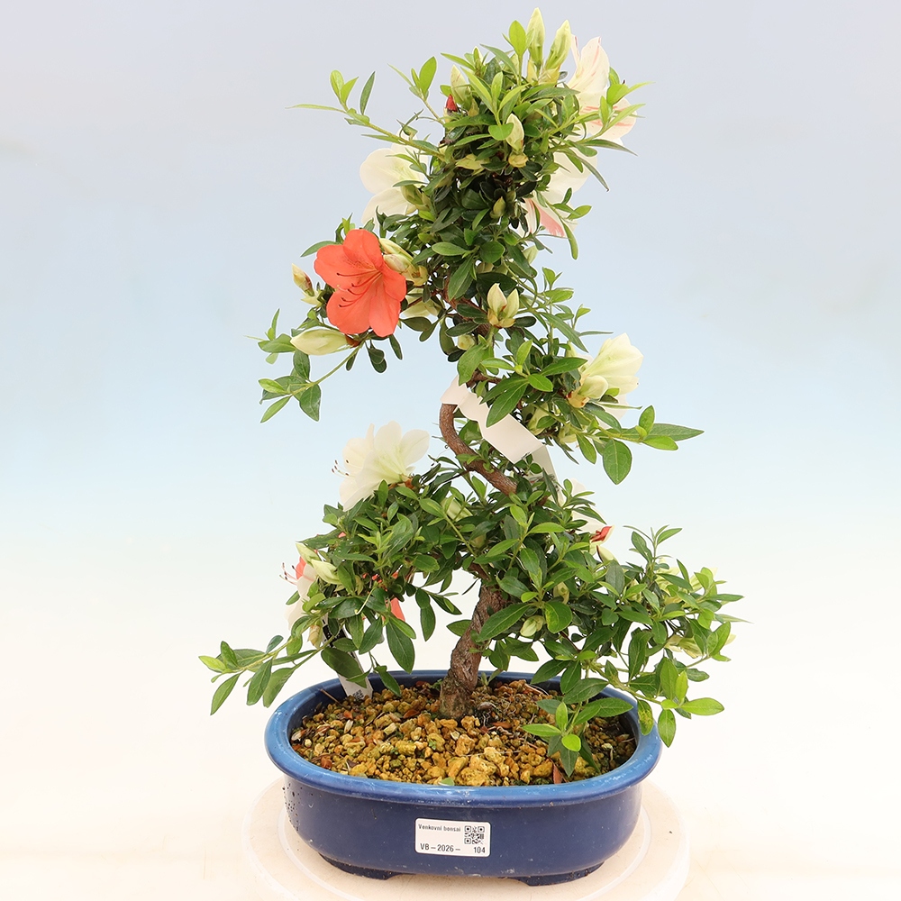 Bonsai da esterno - Azalea giapponese - Azalea Asahi-no-izumi