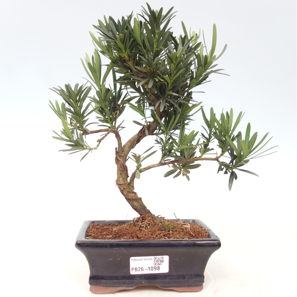 Camera bonsai - Podocarpus - Tasso delle pietre