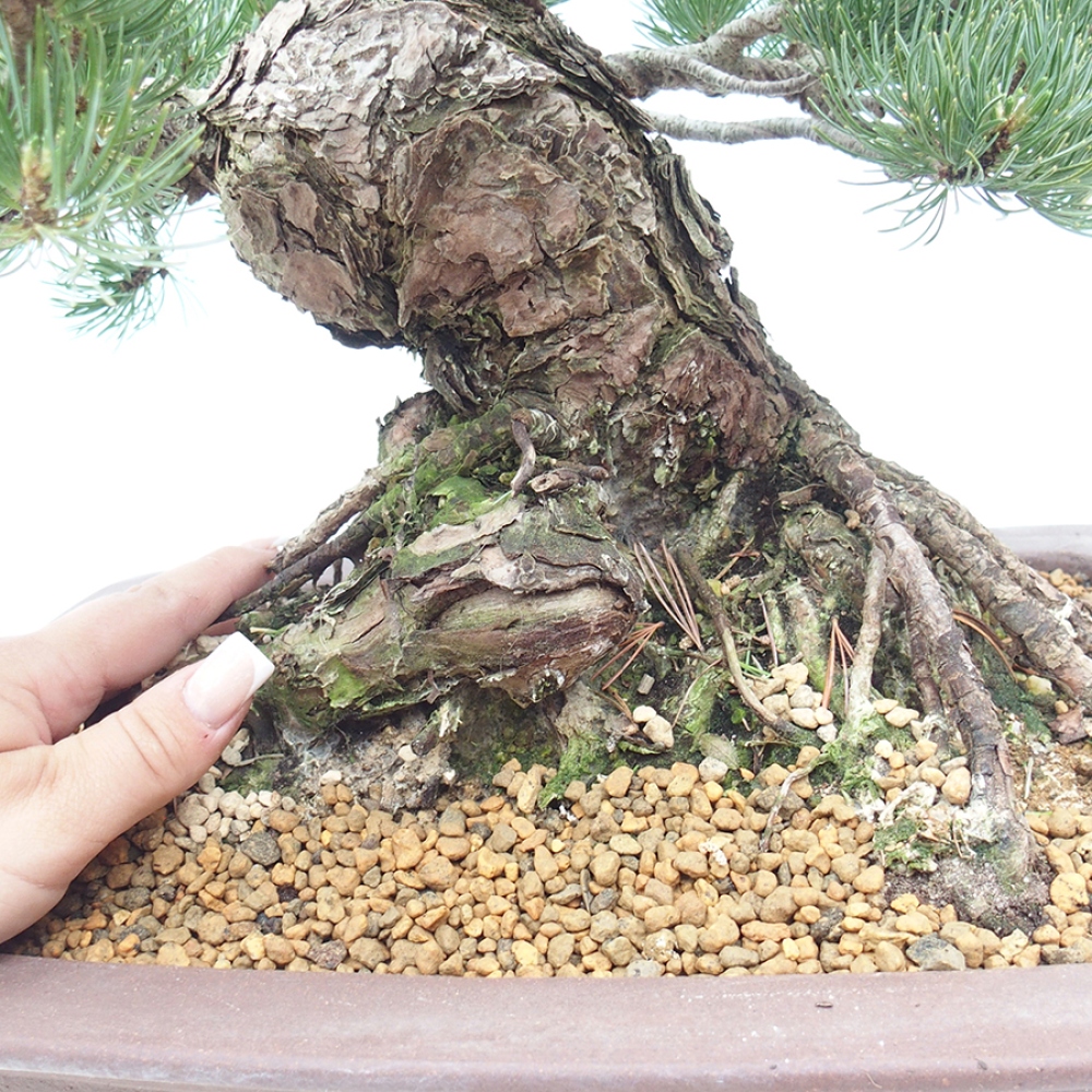 Bonsai da esterno - Pinus parviflora - Pinus parviflora