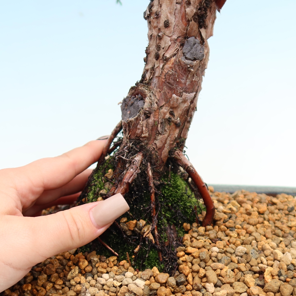 Bonsai da esterno - Juniperus chinensis Kishu
