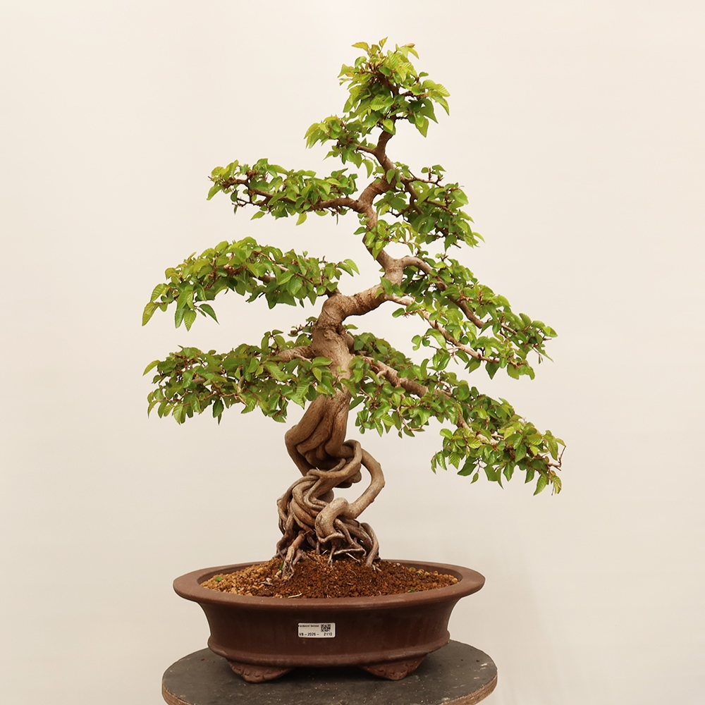 Bonsai da esterno -Carpinus Coreana - Carpino coreano