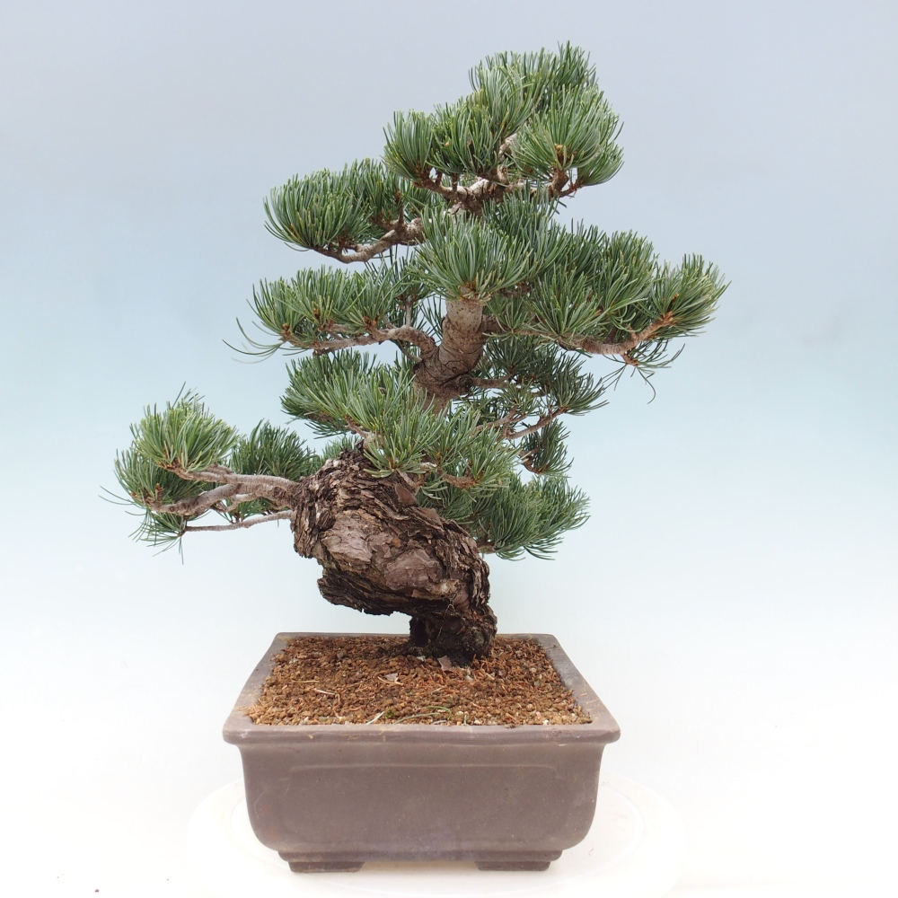 Bonsai da esterno - Pinus parviflora - Pinus parviflora