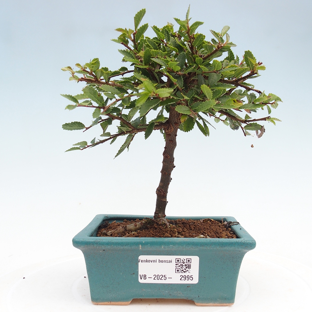 Bonsai da esterno - Ulmus parvifolia Sagei - Olmo a foglie piccole