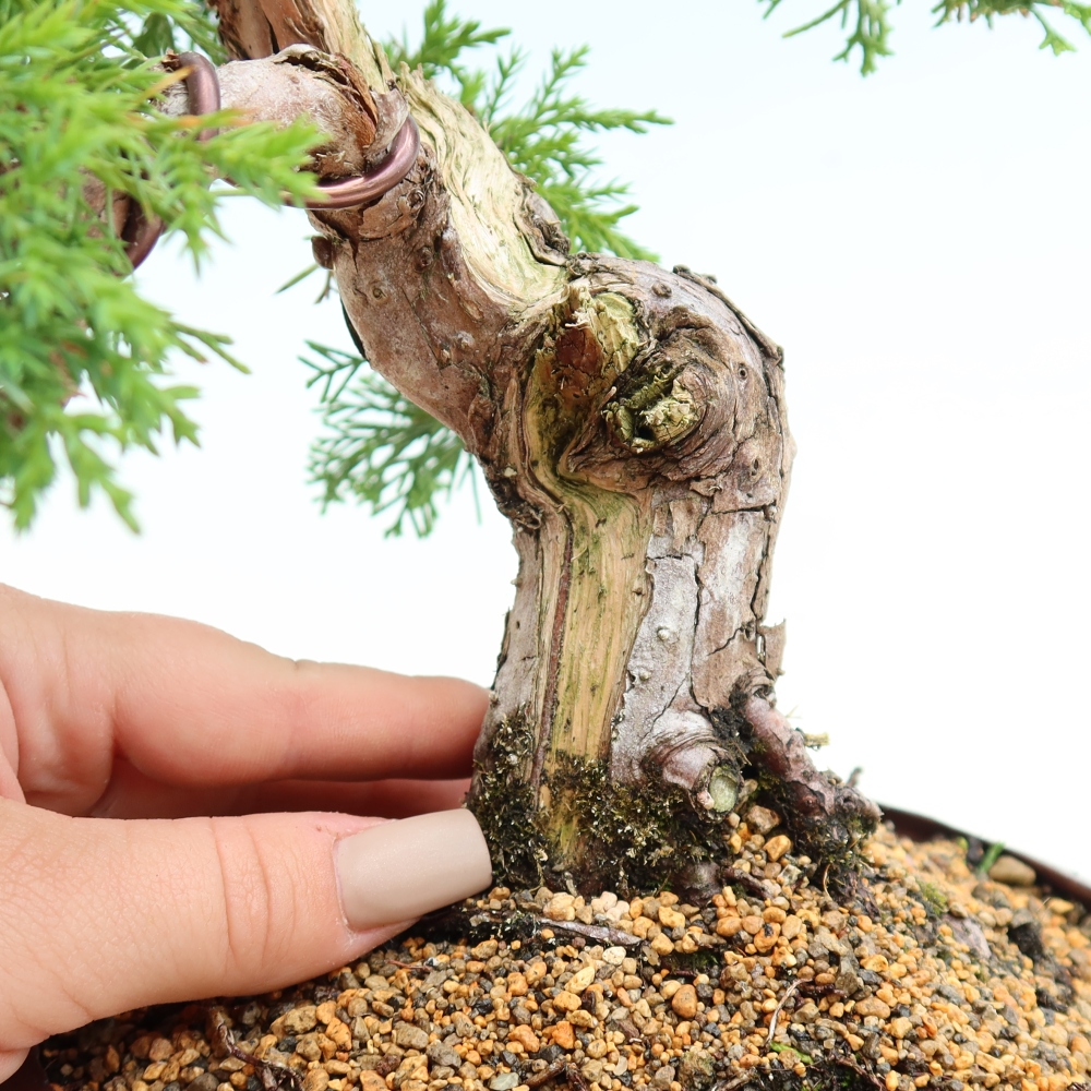 Bonsai da esterno - Juniperus chinensis Itoigawa-Juniperus chinensis