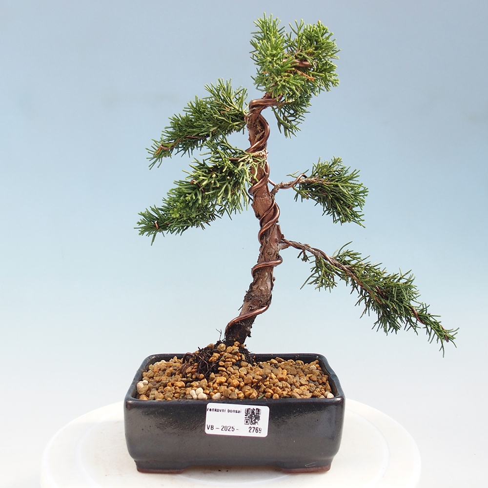 Bonsai da esterno - Juniperus chinensis Kishu