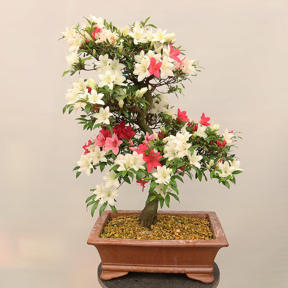 Bonsai da esterno - Azalea giapponese - Azalea CHIHIRO