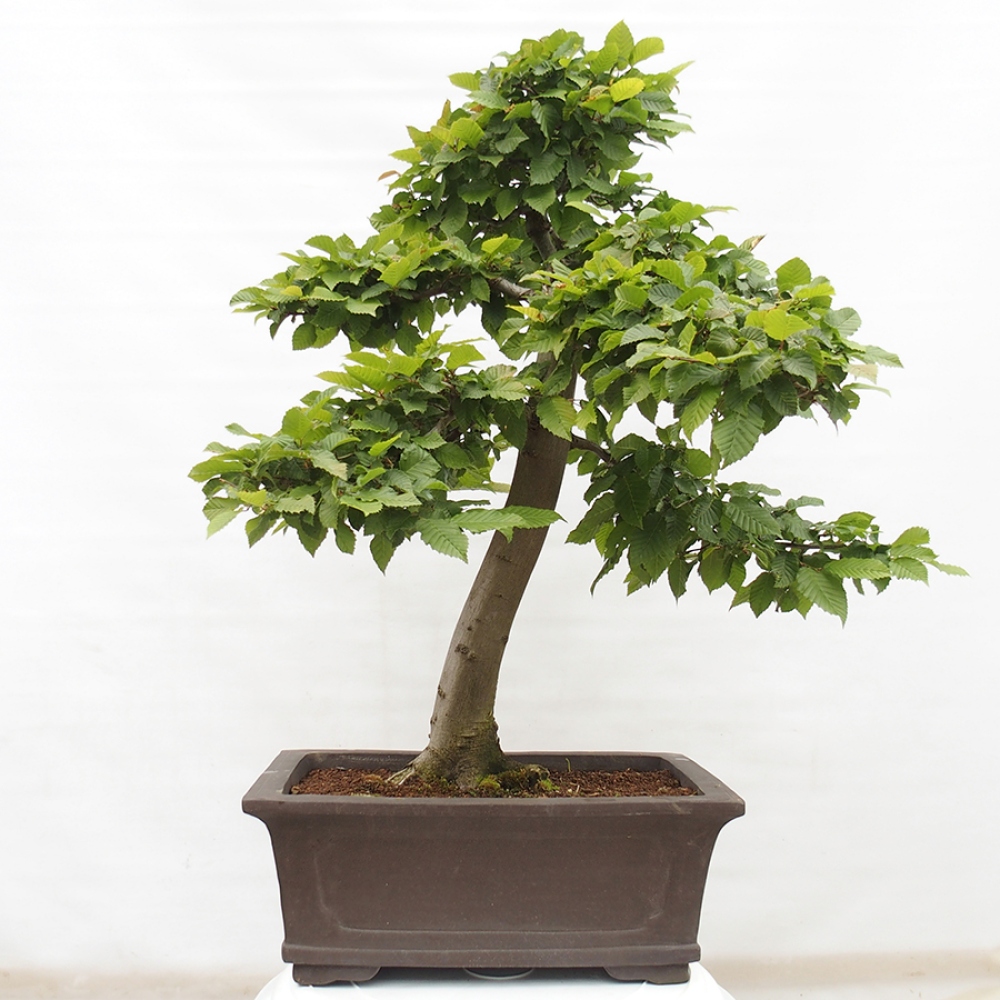 Bonsai da esterno - Carpino - Carpinus betulus
