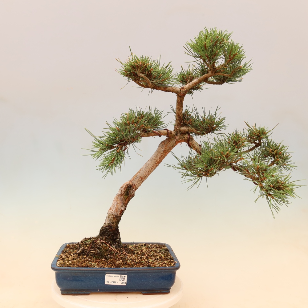 Bonsai da esterno - Pinus Sylvestris Watererri - Pino silvestre