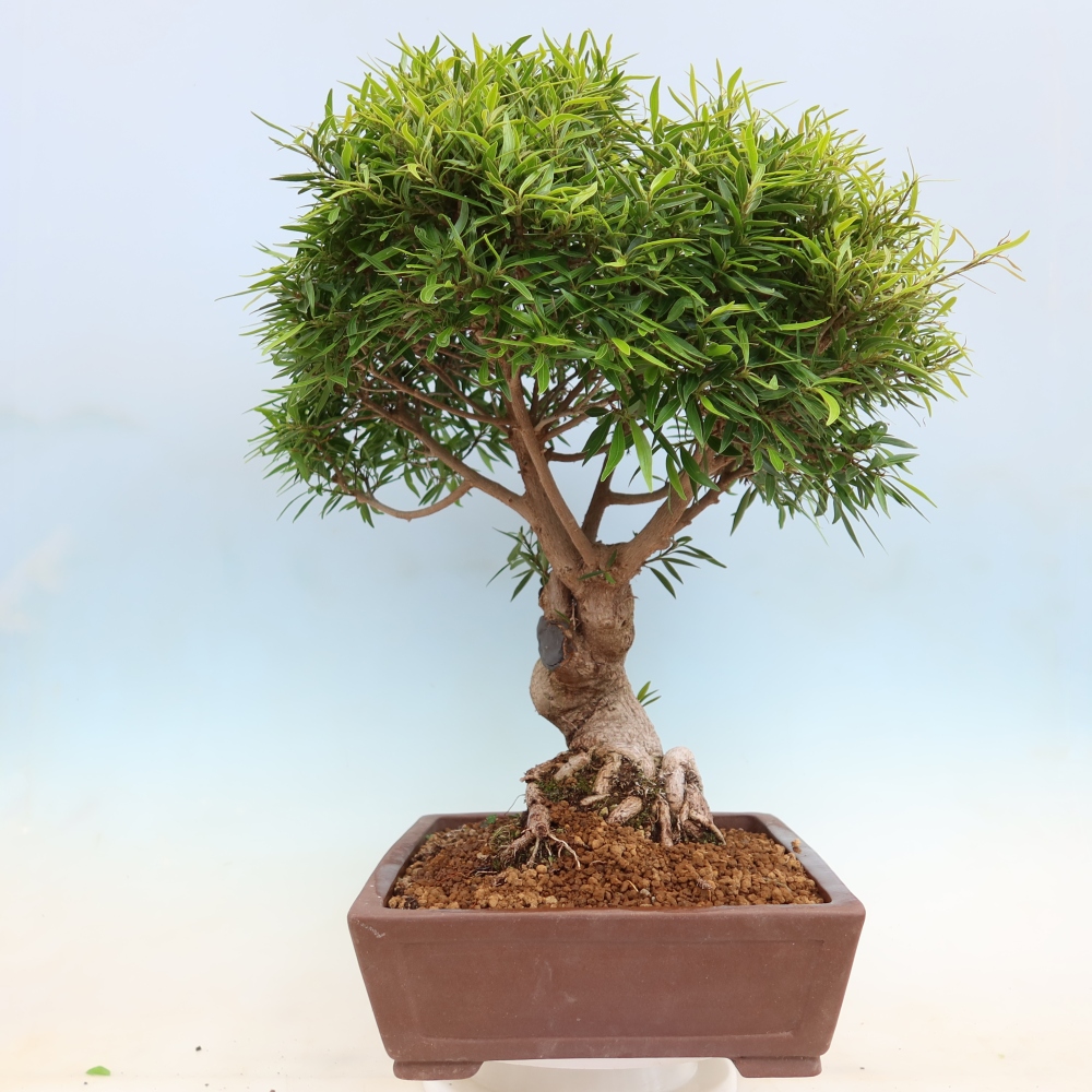 Camera bonsai - Ficus nerifolia - ficus a foglie piccole