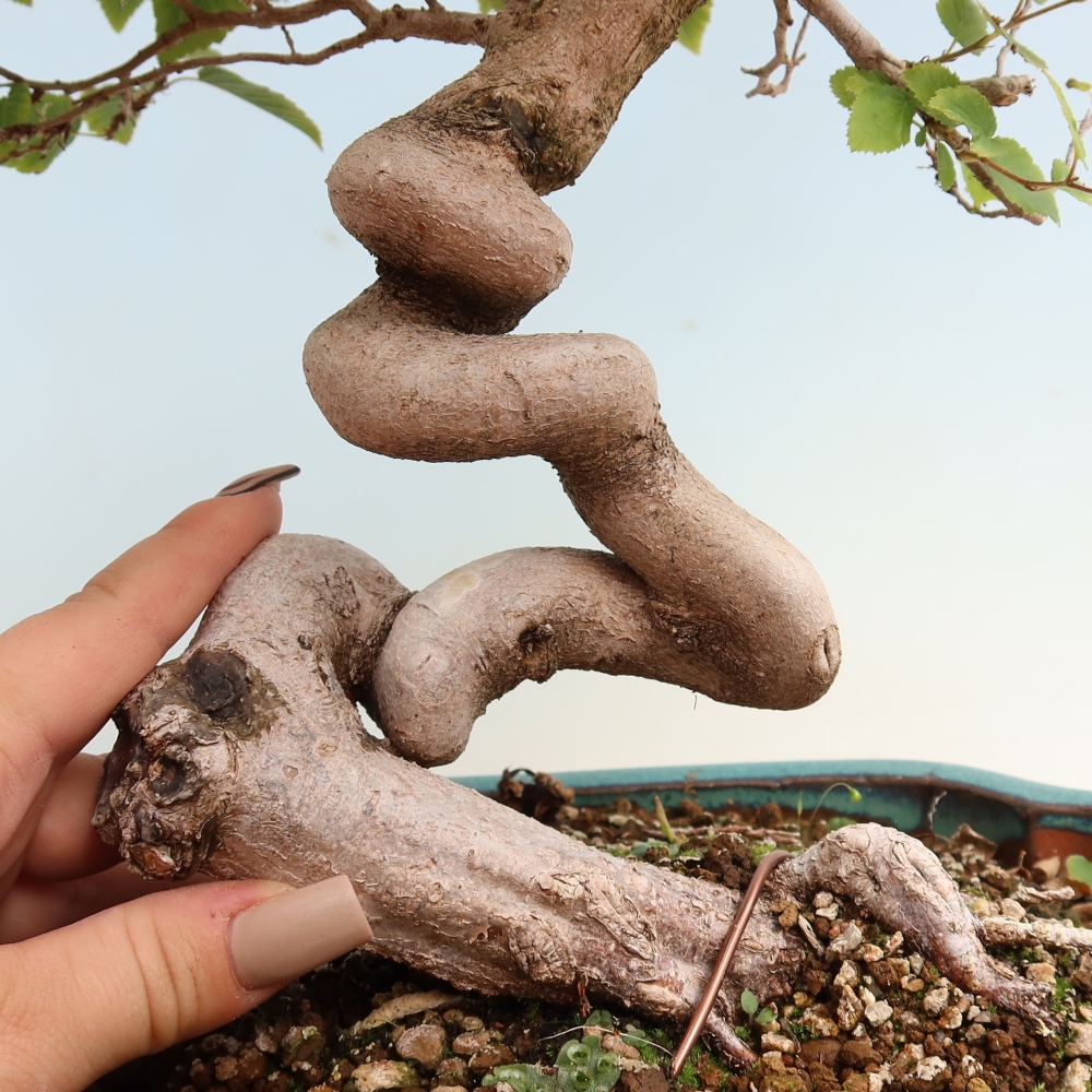Bonsai da esterno -Carpinus CARPINOIDES - Carpino coreano