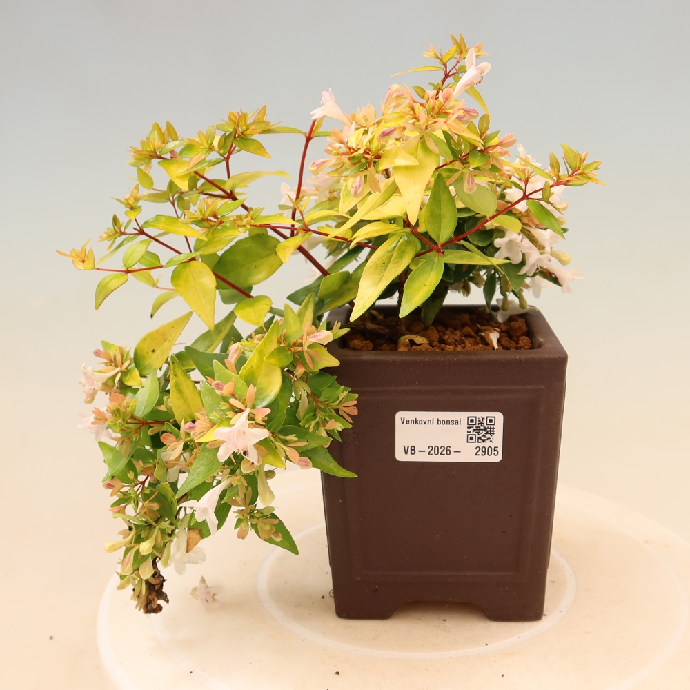 Bonsai da esterno - Abelia gr. Kleidoscope - Abelia a fiore grande