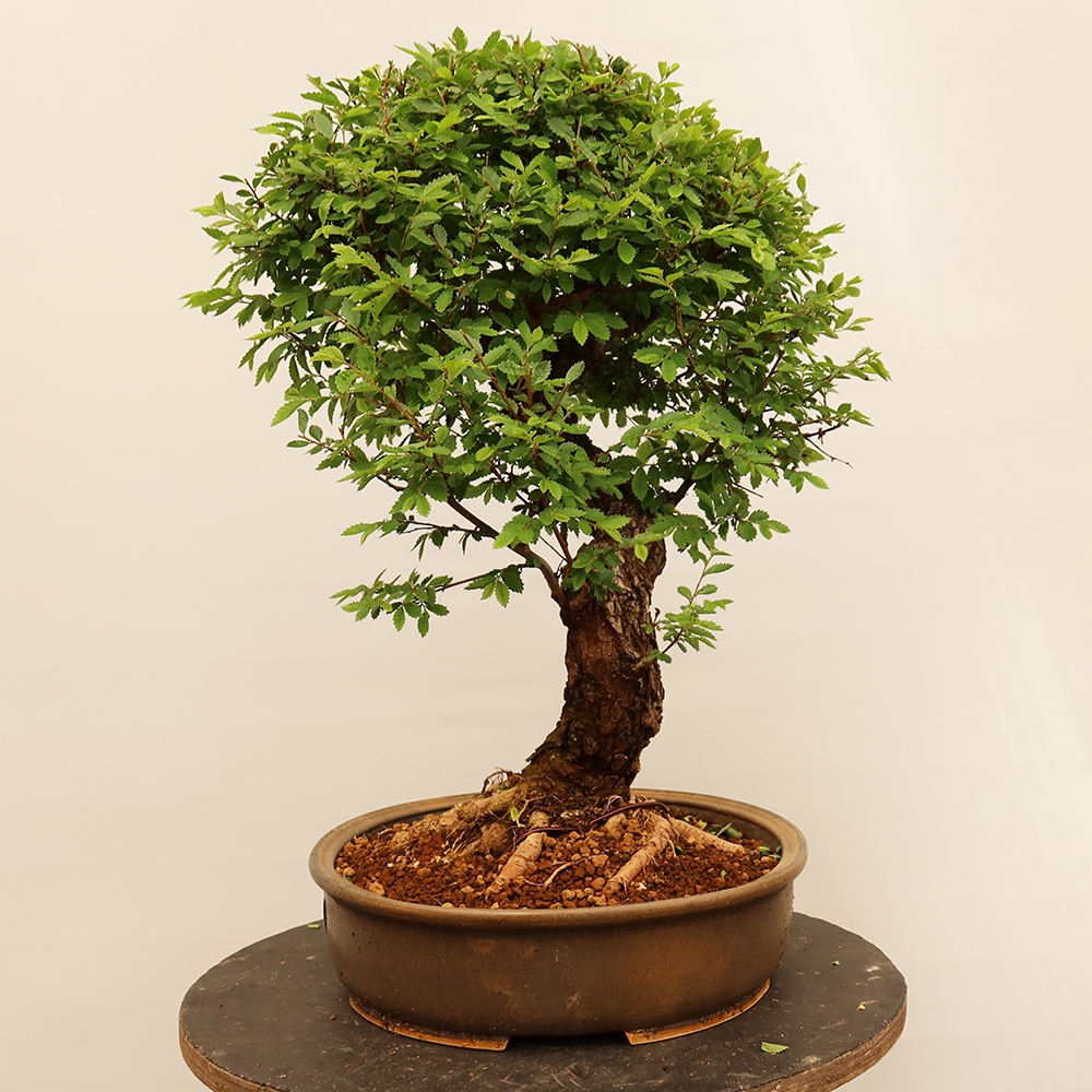 Bonsai da esterno - Zelkova - Zelkova NIRE