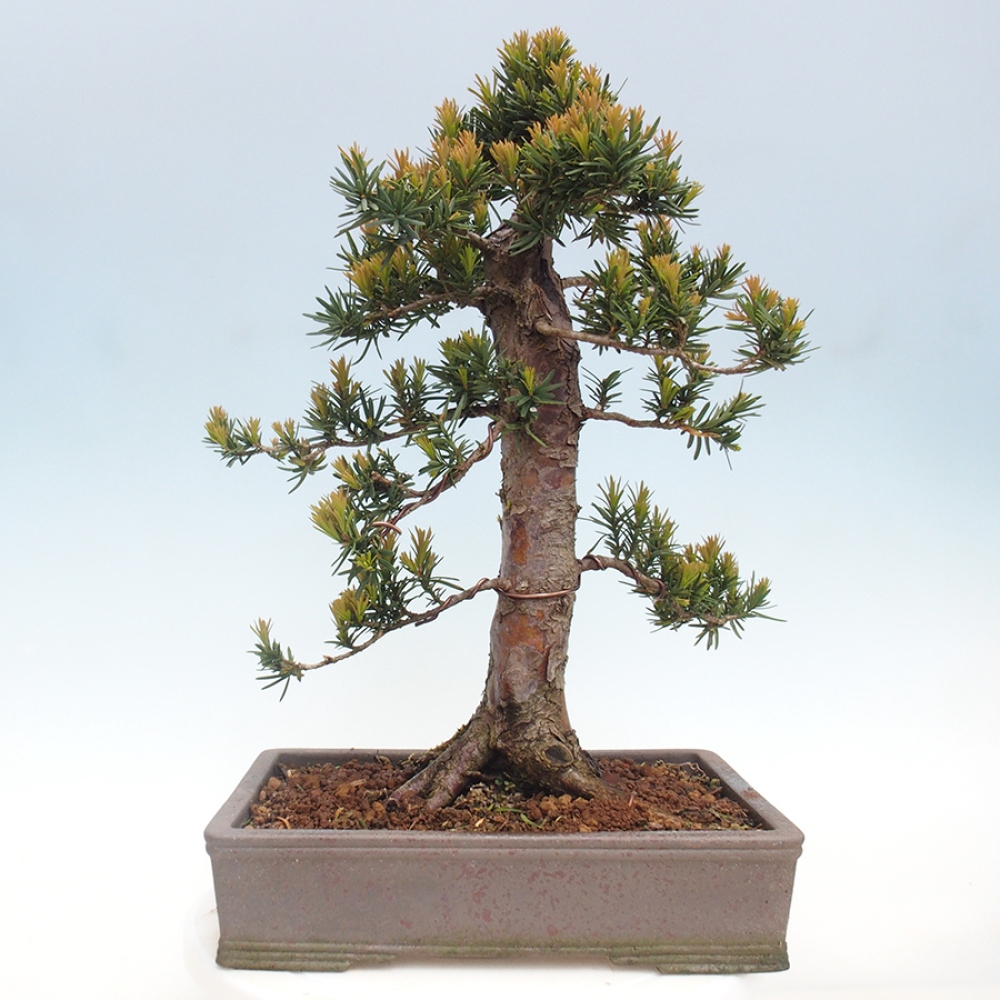 Bonsai da esterno - Taxus cuspidata - Tasso giapponese
