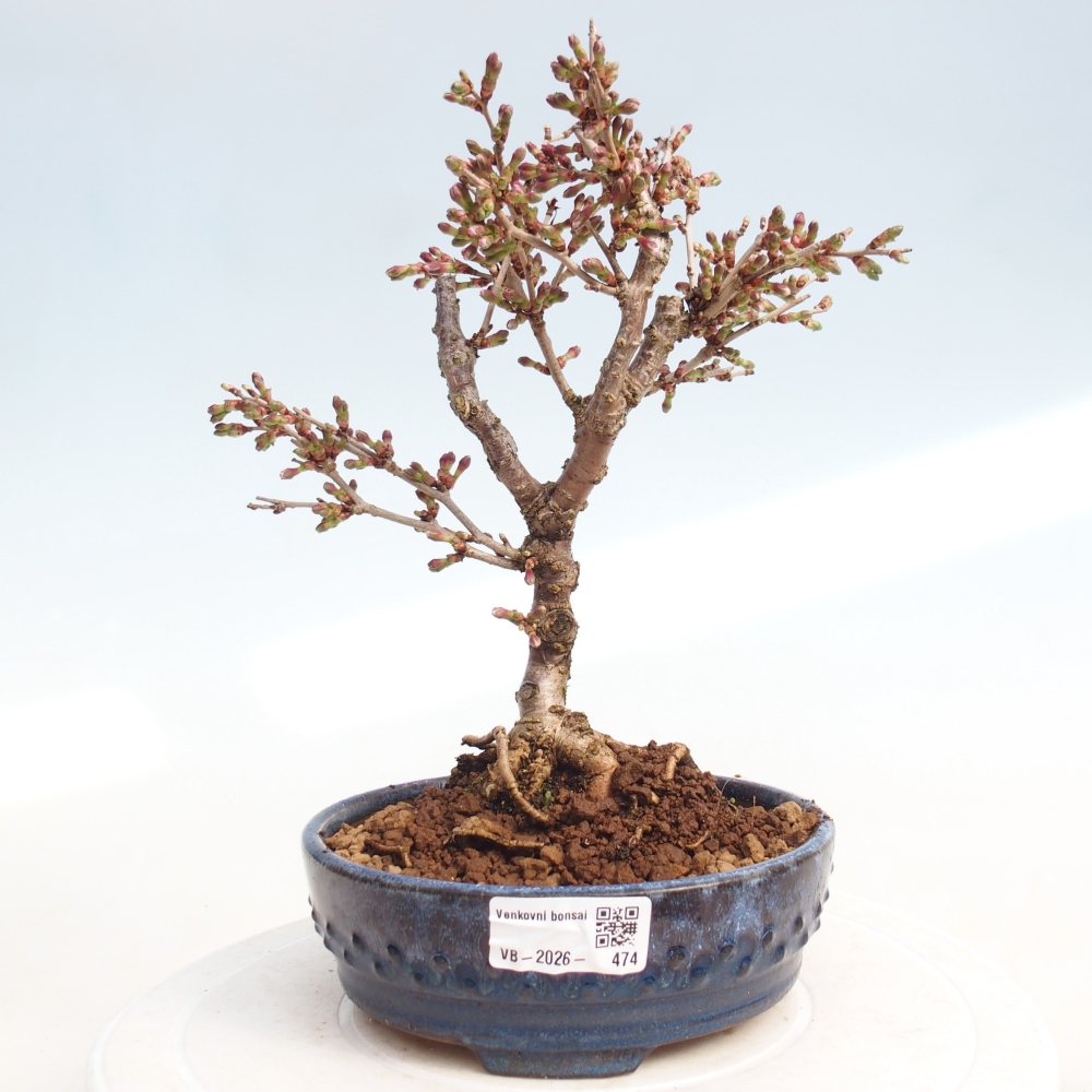 Bonsai da esterno - Prunus incisa Kojou-no mai-Plivon ritagliato