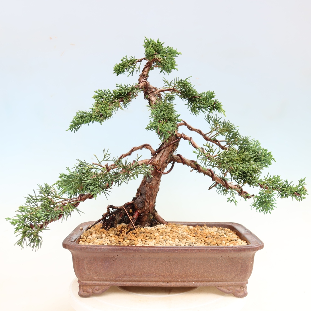 Bonsai da esterno - Juniperus chinensis Kishu