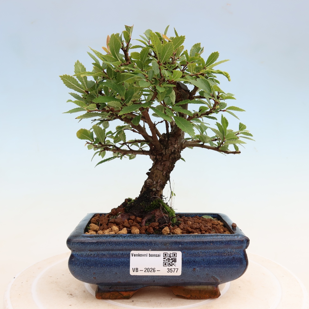 Bonsai da esterno - Zelkova - Zelkova NIRE