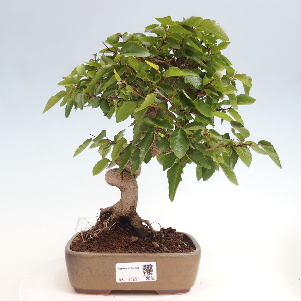 Bonsai da esterno -Carpinus CARPINOIDES - Carpino coreano