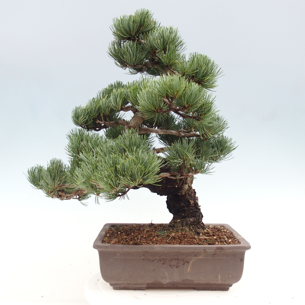 Bonsai da esterno - Pinus parviflora - Pinus parviflora