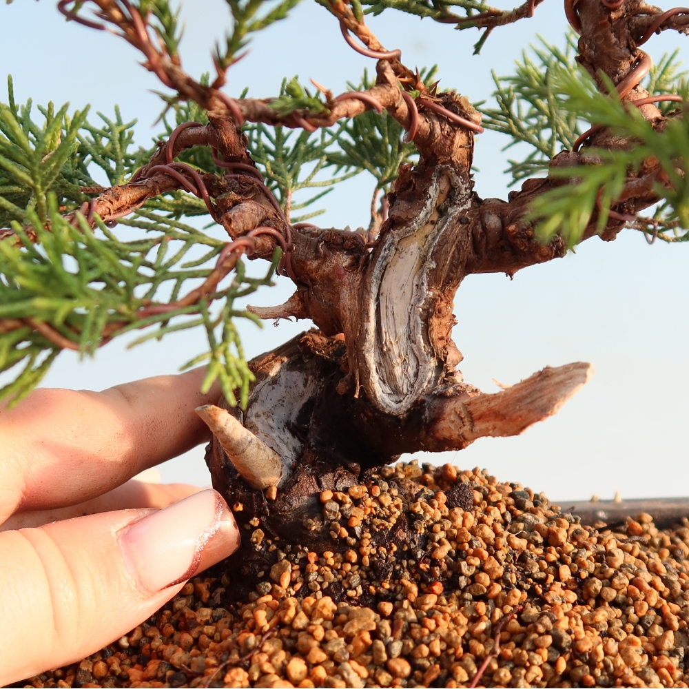 Bonsai da esterno - Juniperus chinensis Itoigawa