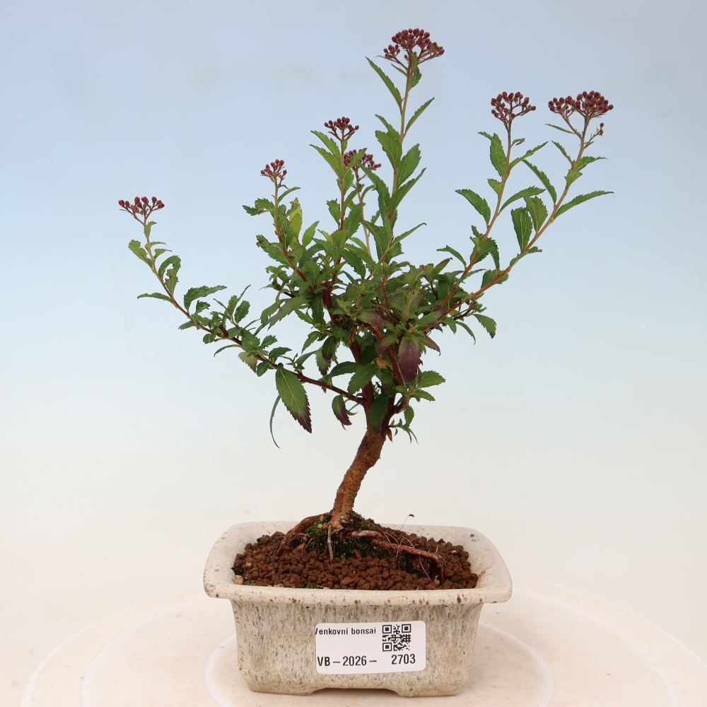 Bonsai da esterno - Spirea giapponese - Spirea japonica Anthony Waterer