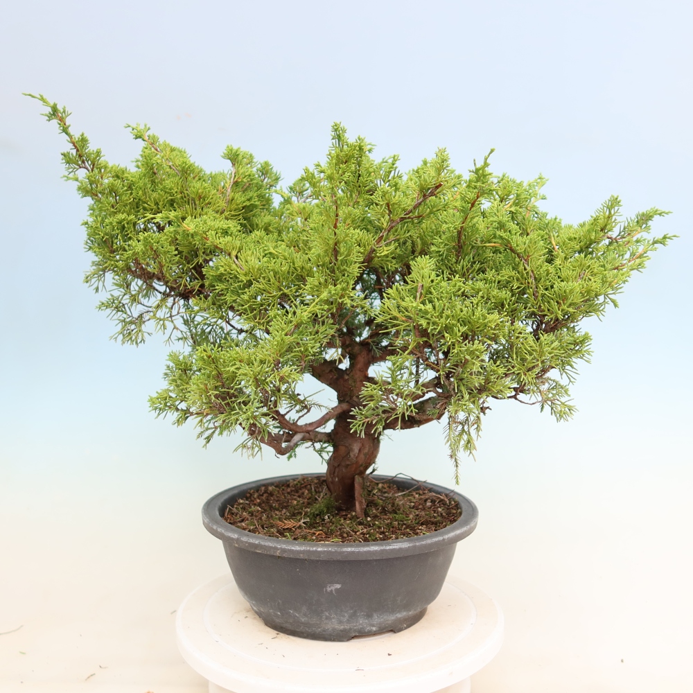 Bonsai da esterno - Juniperus chinensis Itoigawa-Juniperus chinensis