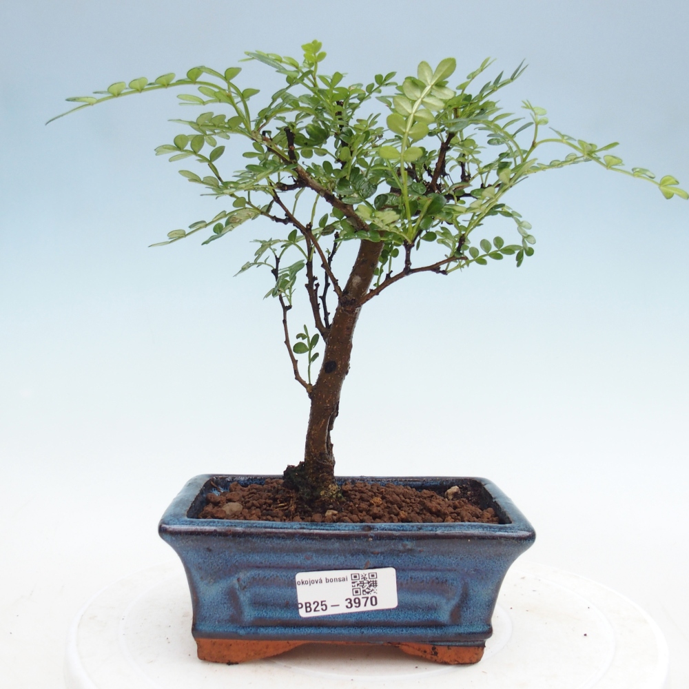 Camera bonsai - Zantoxylum piperitum - albero del pepe
