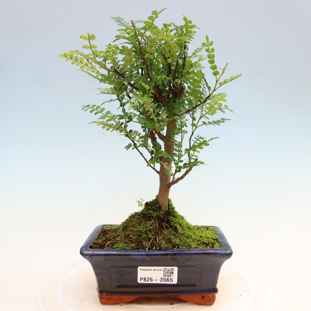 Camera bonsai - Zantoxylum piperitum - albero del pepe