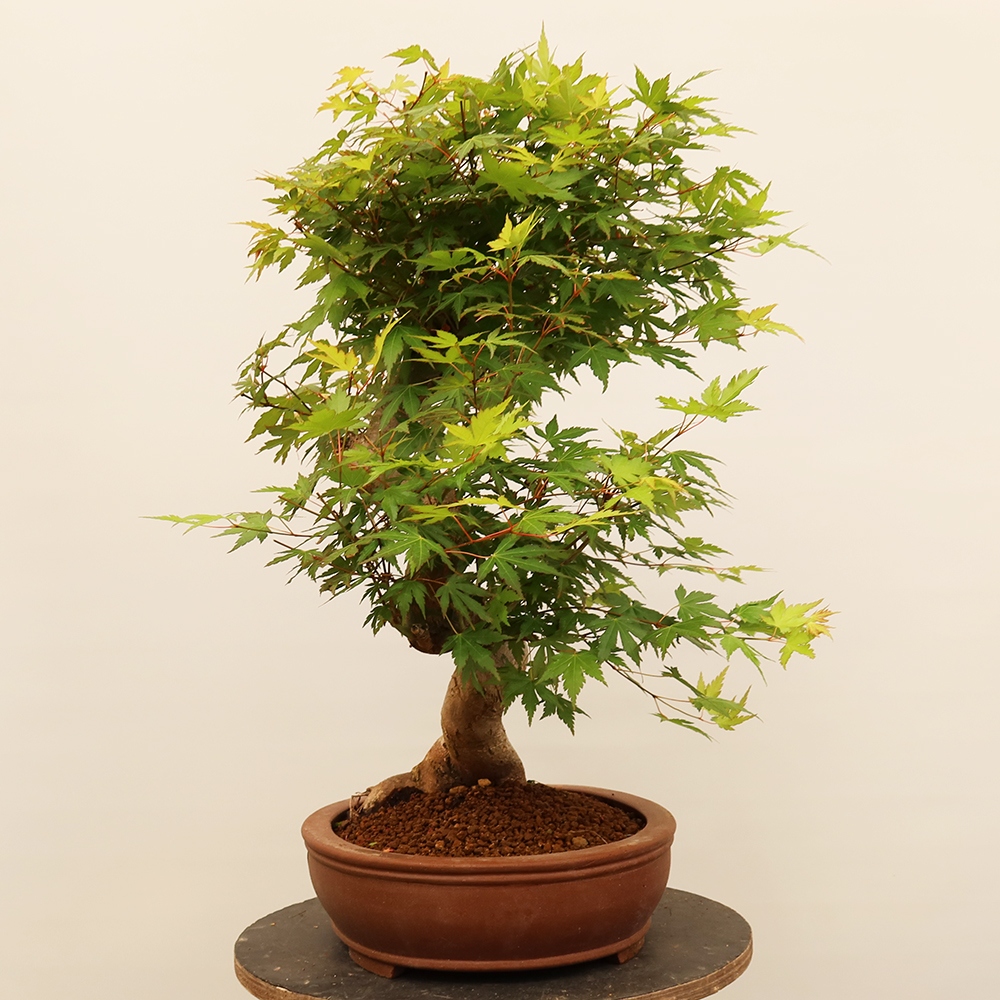 Bonsai da esterno - Acero palmatum - Palme