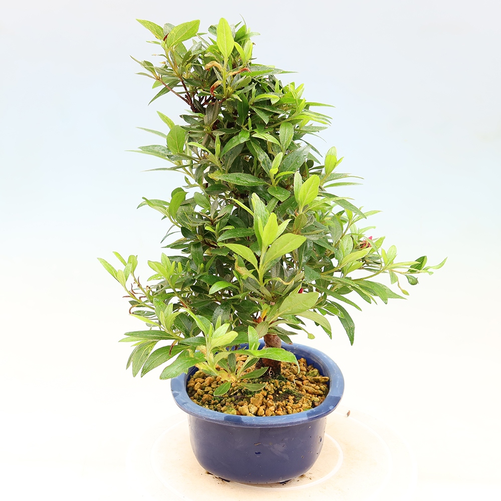 Bonsai da esterno - Azalea giapponese - Azalea Yoko