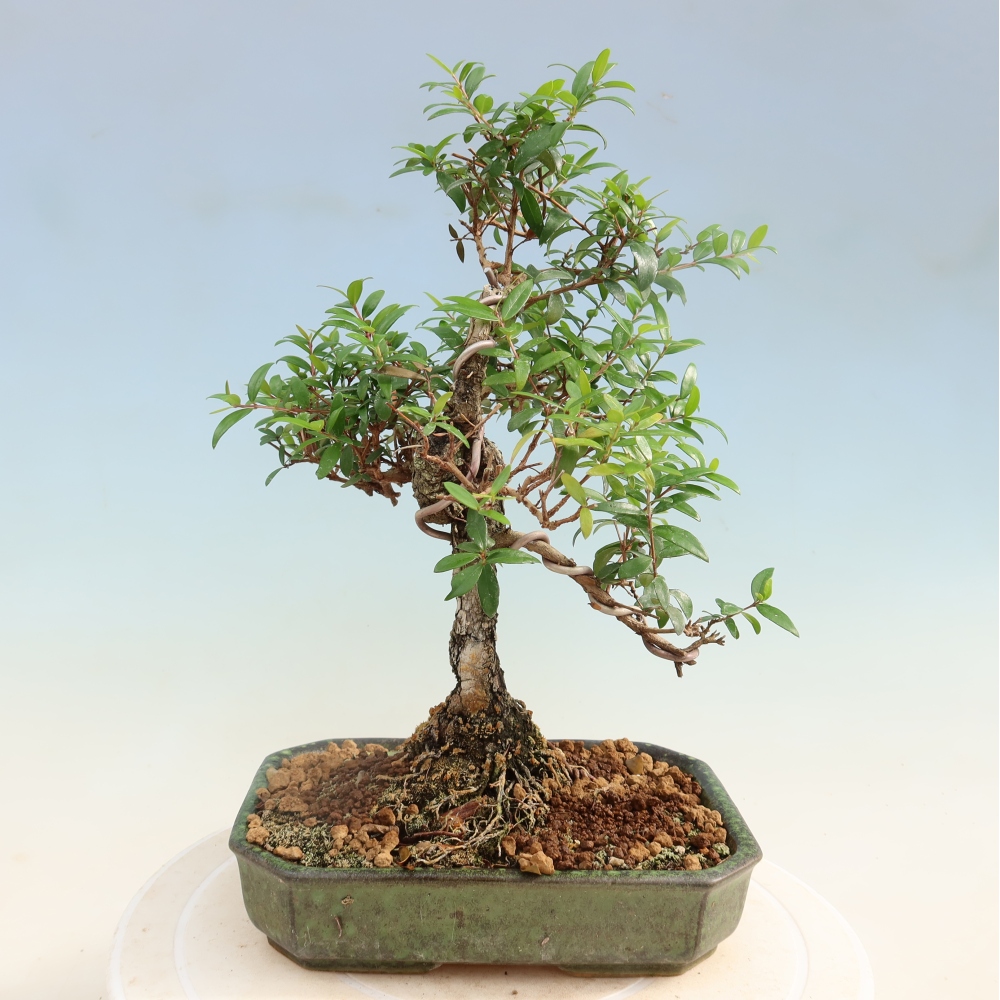 Bonsai da camera - Myrtus communis - Mirto