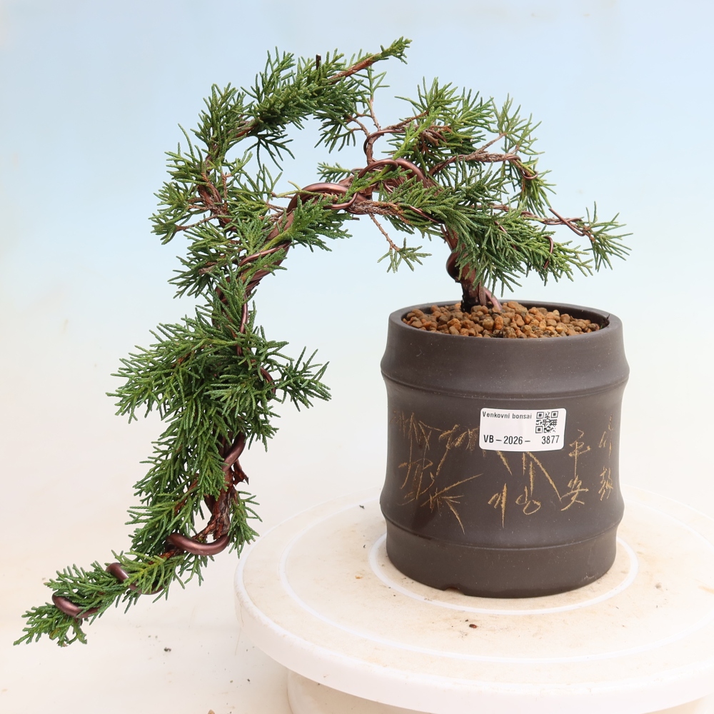Bonsai da esterno - Juniperus chinensis Kishu